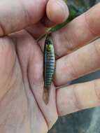 Image of Bayou Topminnow