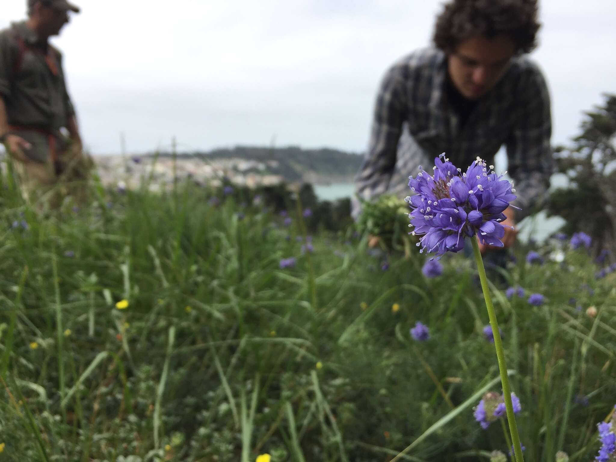 Image of bluehead gilia