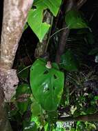 Image of Long-legged Streamfrog