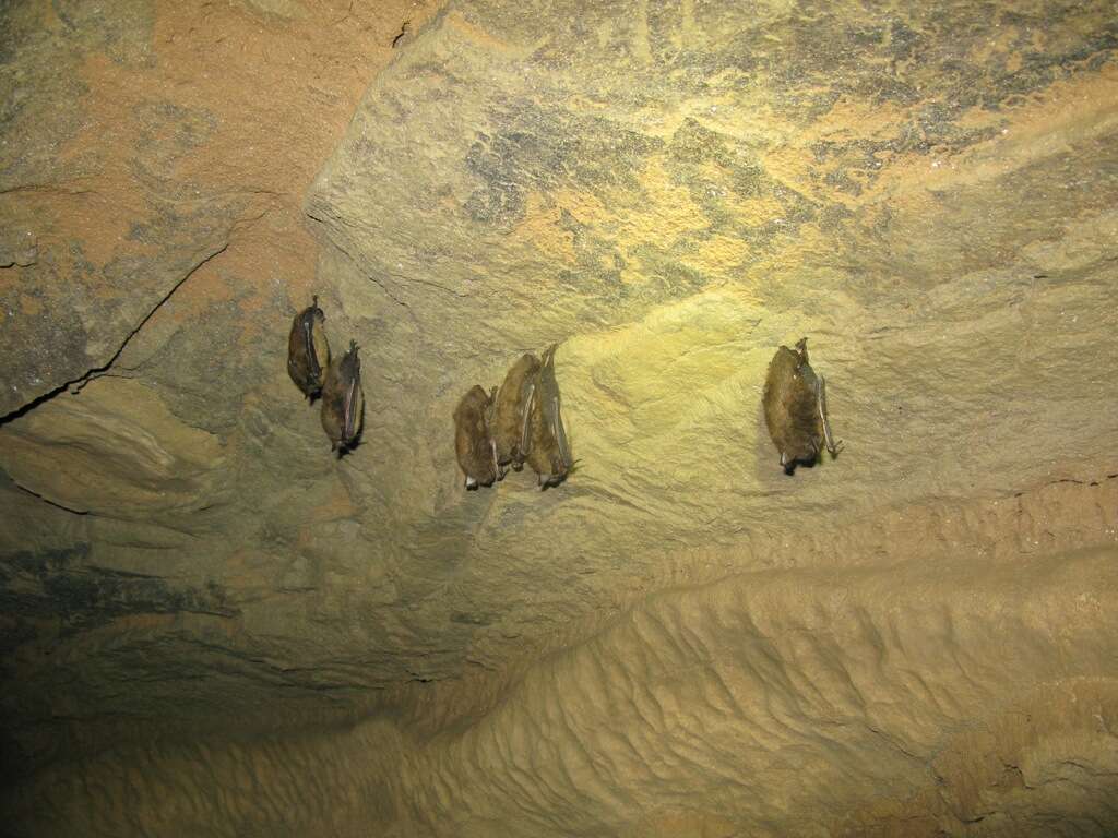 Image of little brown bat