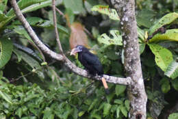 Image of Mindanao hornbill