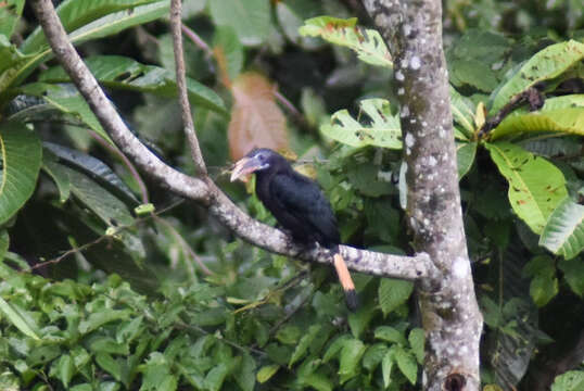 Image of Mindanao hornbill