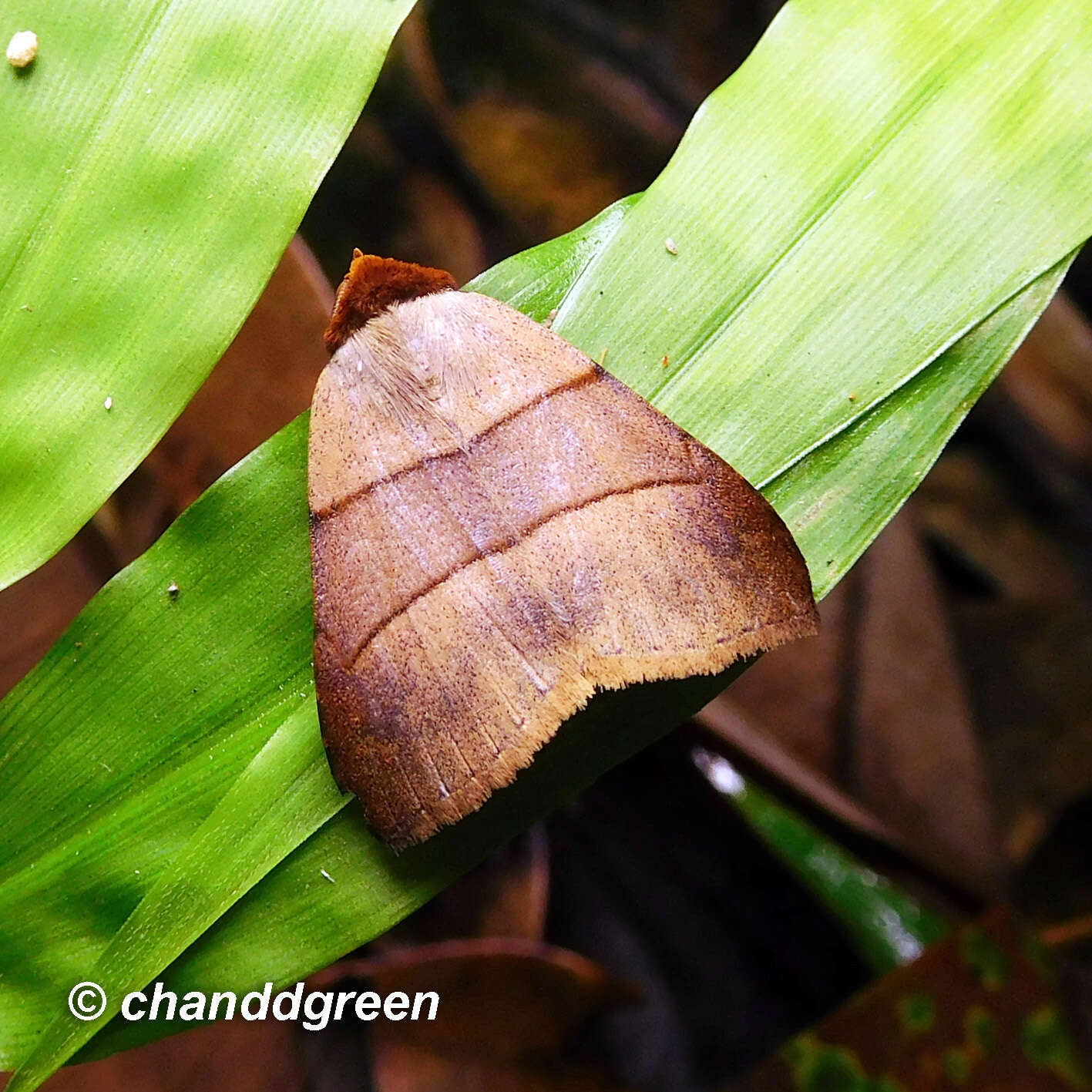 Imagem de Plecoptera luteiceps Walker 1865