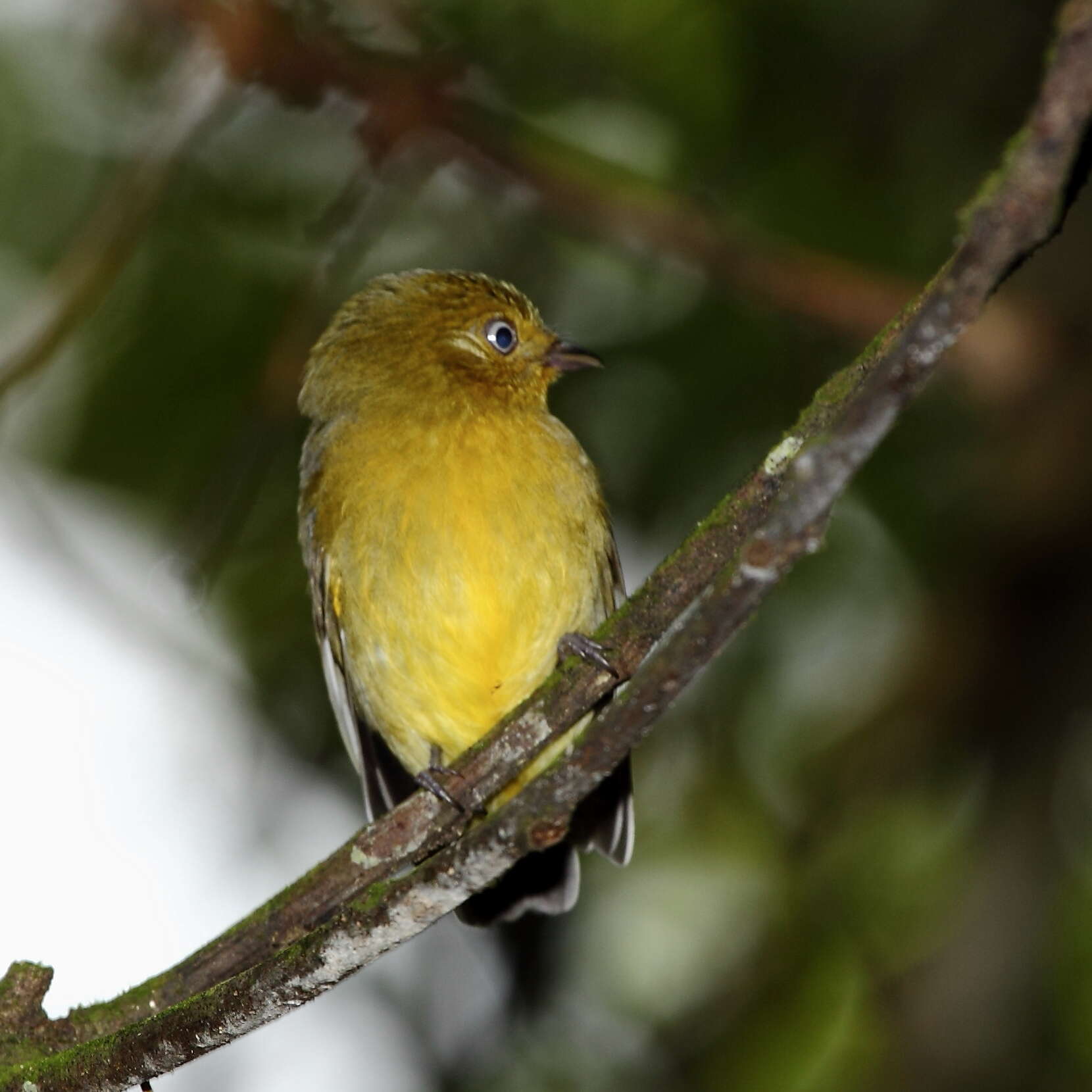 Image of Band-tailed Manakin