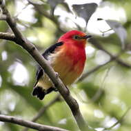 Image of Band-tailed Manakin