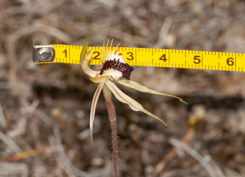 Caladenia stricta (R. J. Bates) R. J. Bates的圖片