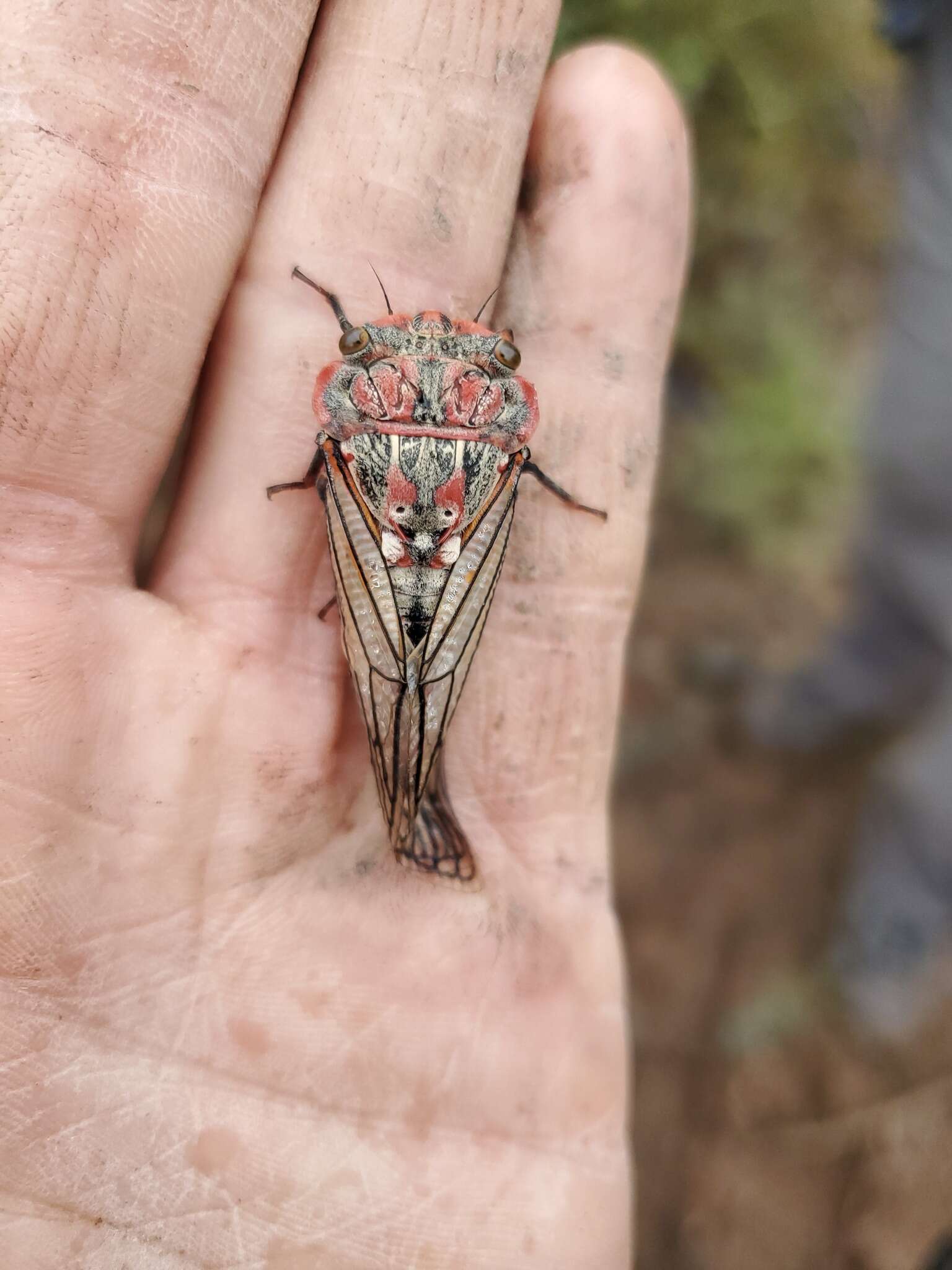 Image of Calliopsida cinnabarina (Berg 1879)