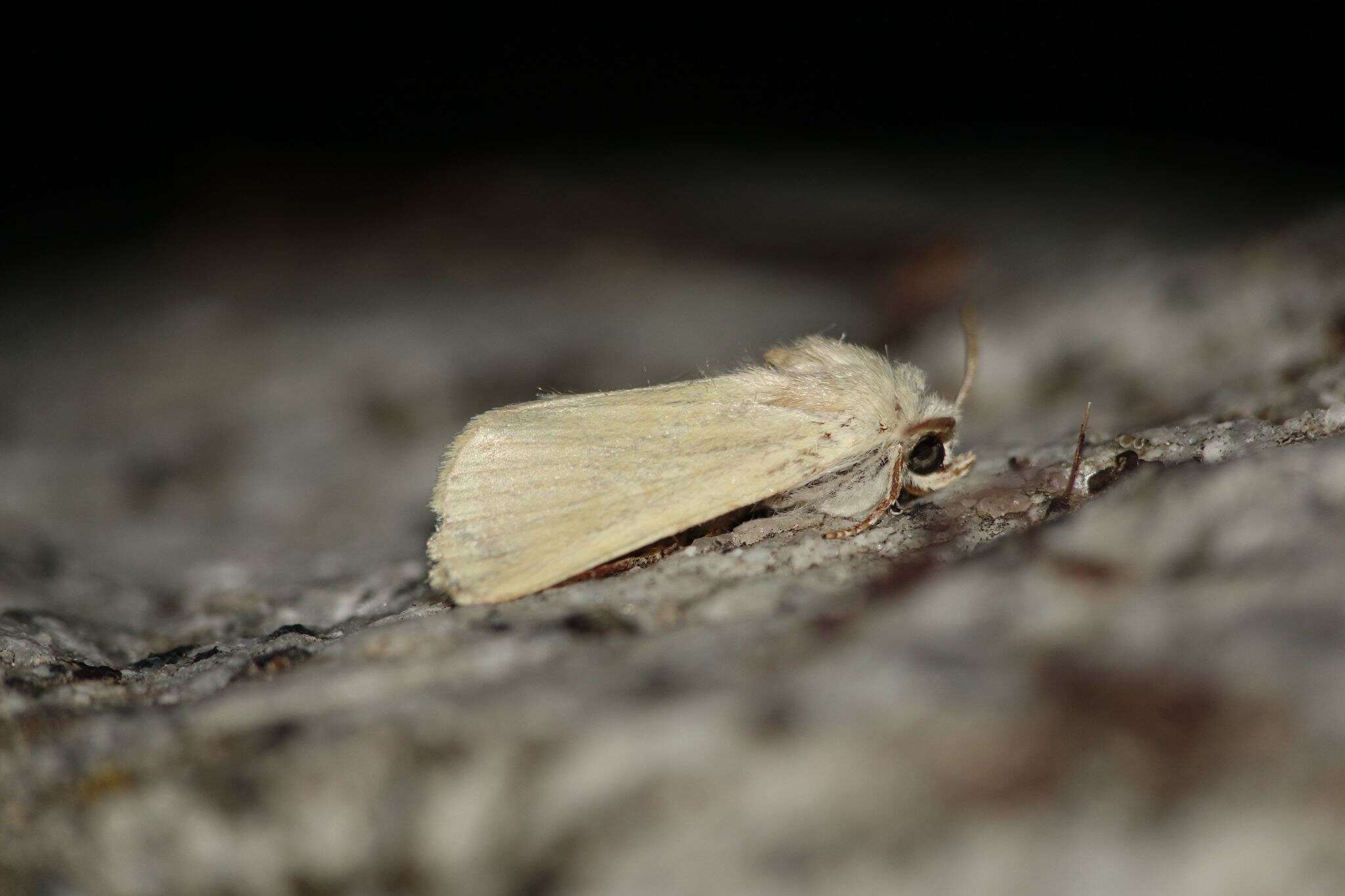 Image of Heart Moth