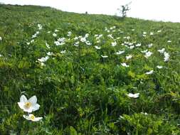 Image of Snowdrop Anemone