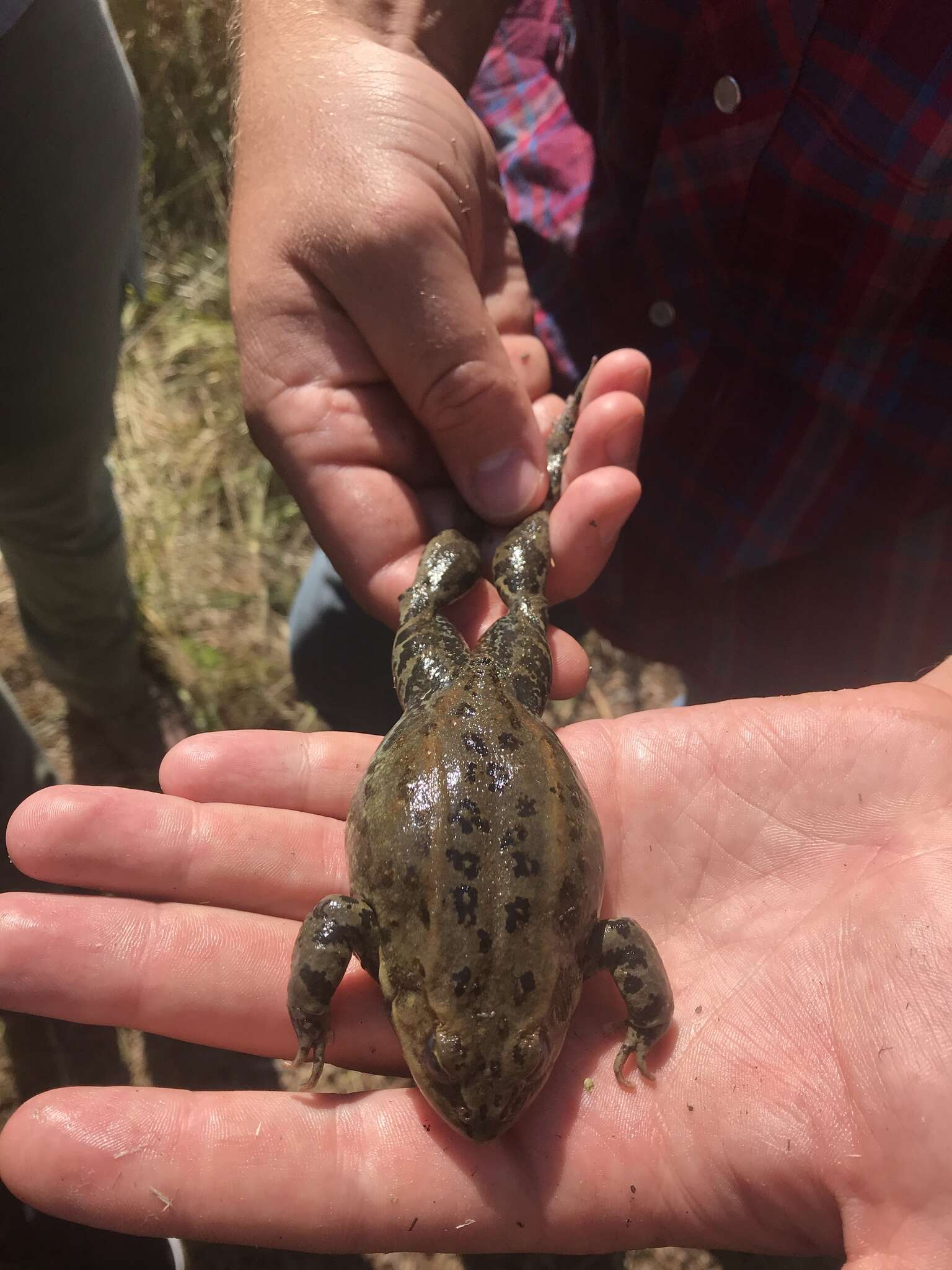 Image of Columbia Spotted Frog