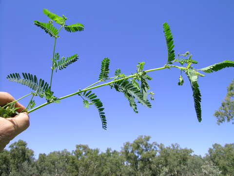 Image of Indian jointvetch