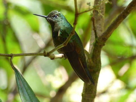 Image of Buff-tailed Coronet