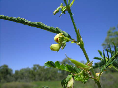 Image of Indian jointvetch