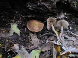 Image of Agrocybe firma (Peck) Singer 1940