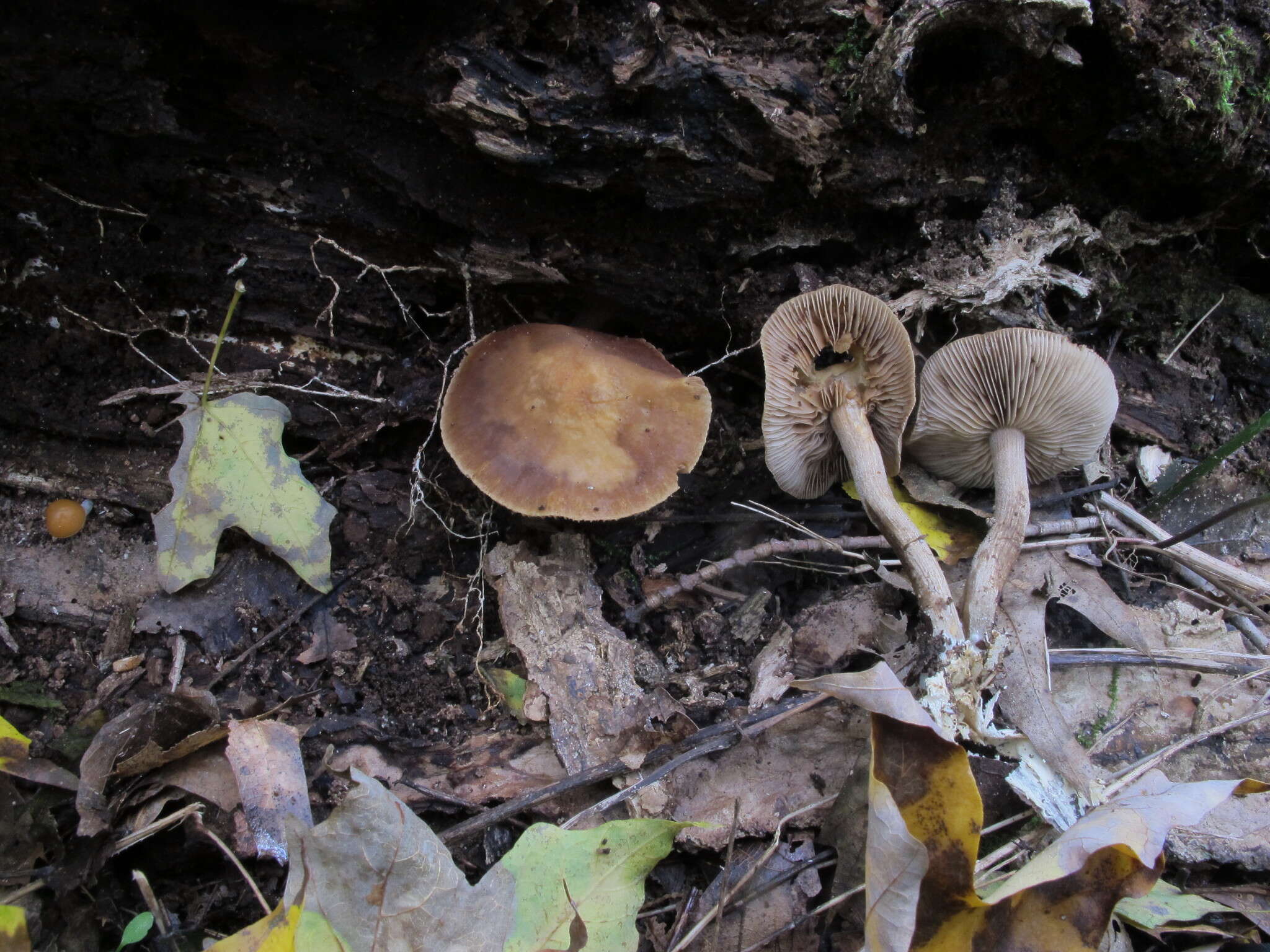 Agrocybe firma (Peck) Singer 1940 resmi