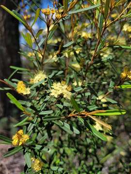 Image of Phebalium graniticola I. Telford & J. J. Bruhl