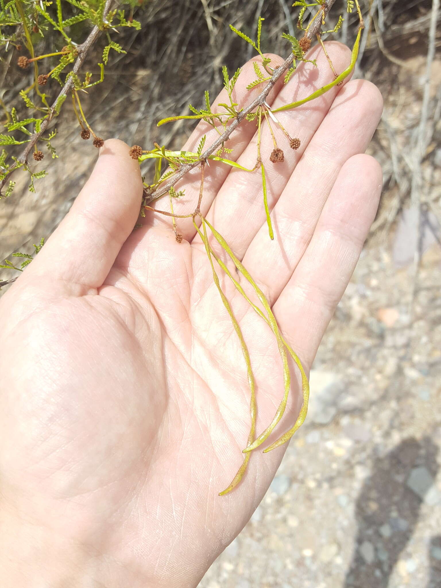 Vachellia vernicosa (Britton & Rose) Seigler & Ebinger resmi