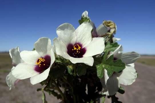 Image of flower of an hour