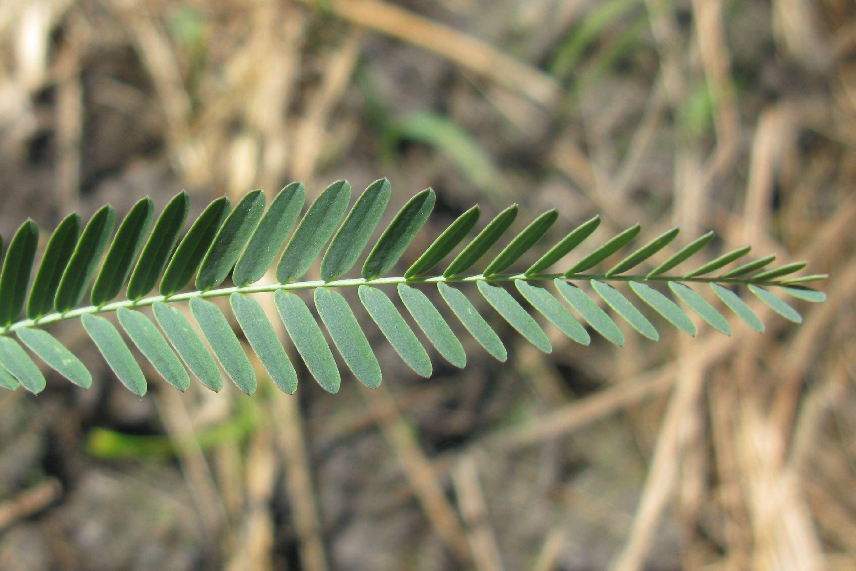 Image of Indian jointvetch