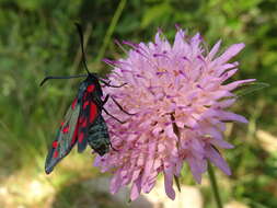 Image of six-spot burnet