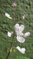 Image de Plectranthus ciliatus E. Mey.