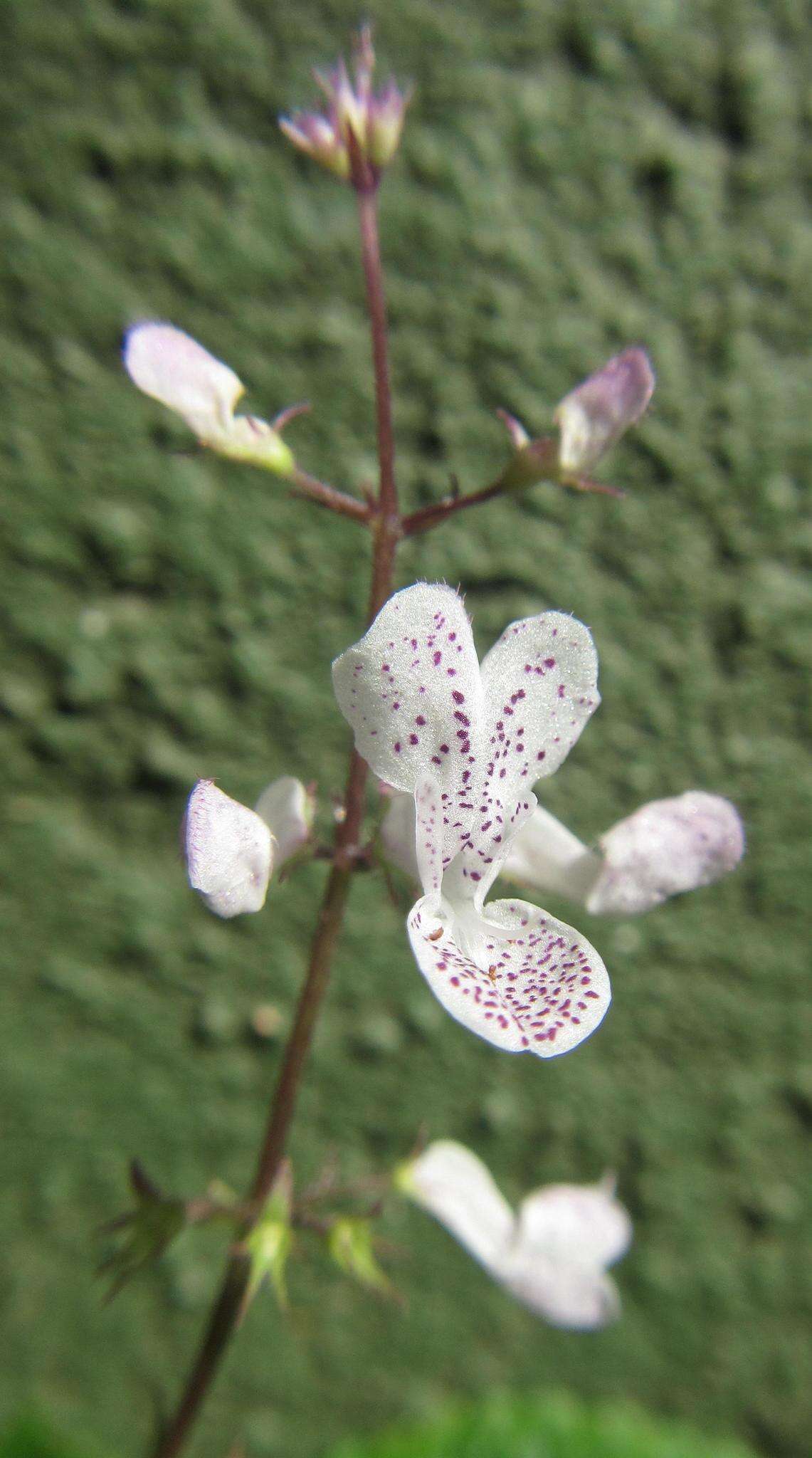 Image of speckled spur flower