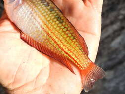 Image of Crimson-spotted rainbowfish