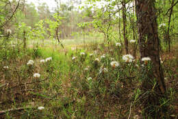 Imagem de Rhododendron tomentosum (Stokes) Harmaja