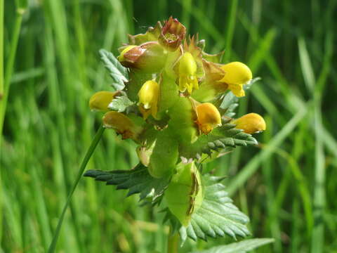 Image of Yellow rattle