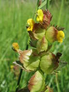 Image of Yellow rattle