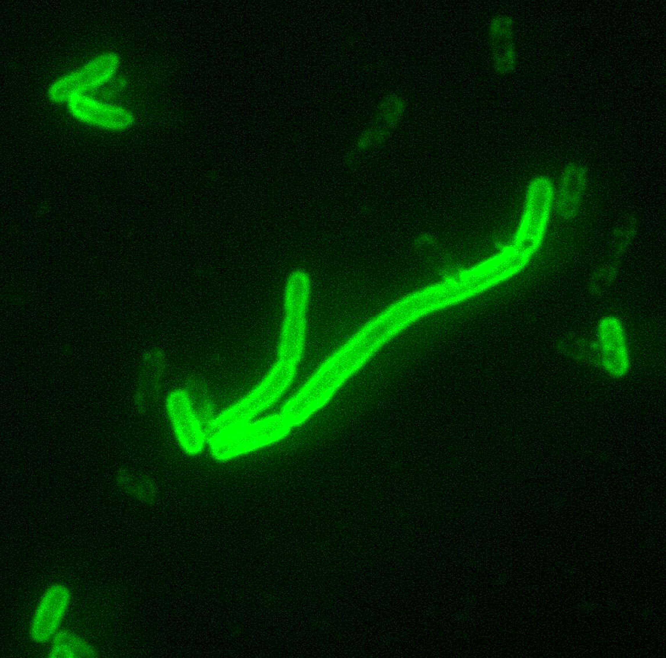 Image of 'Yersinia pseudotuberculosis complex'