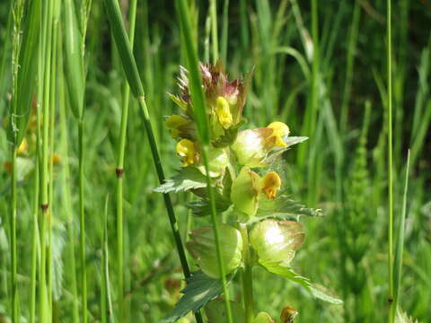 Image of Yellow rattle