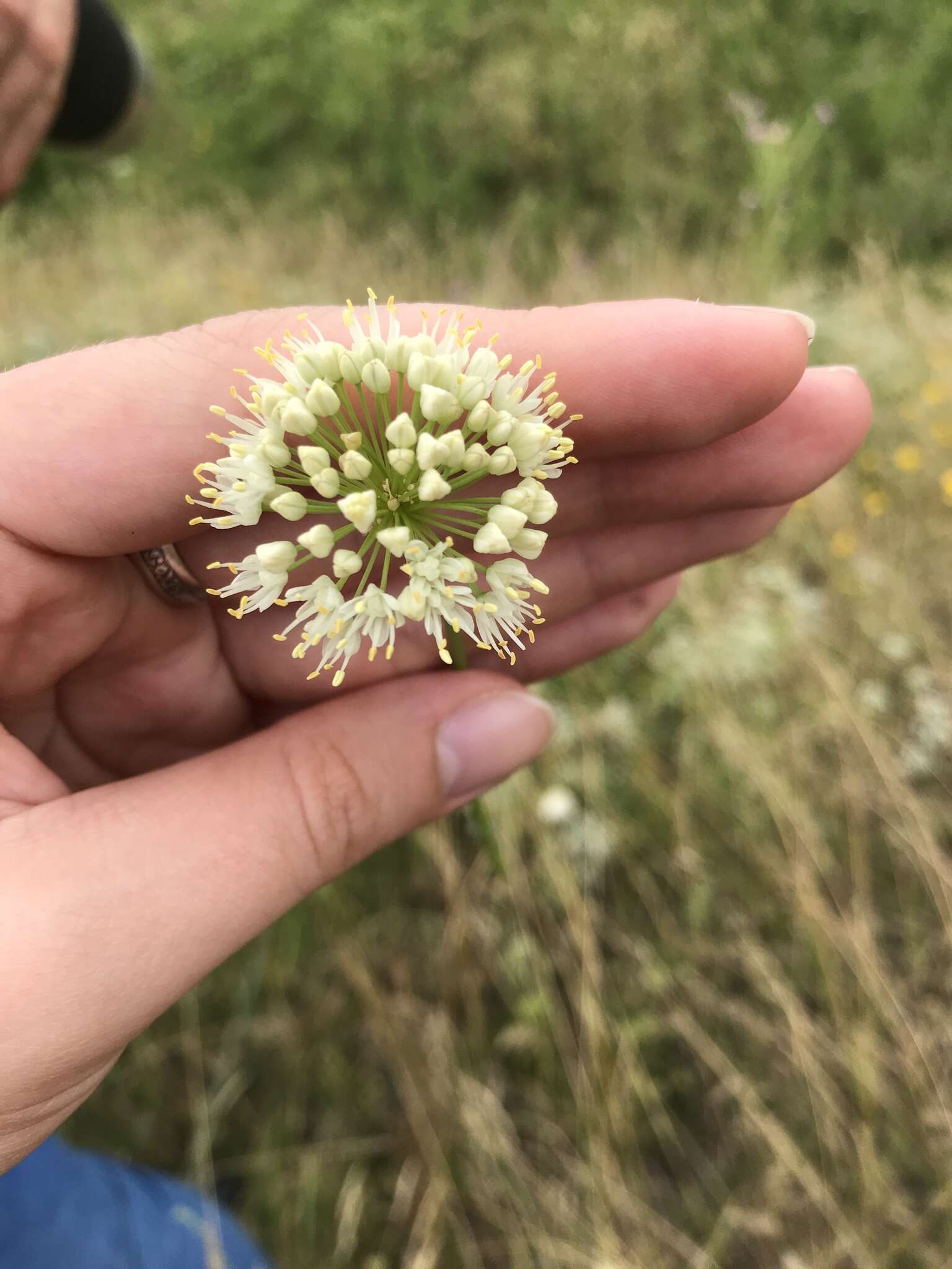 Image of Allium flavescens Besser