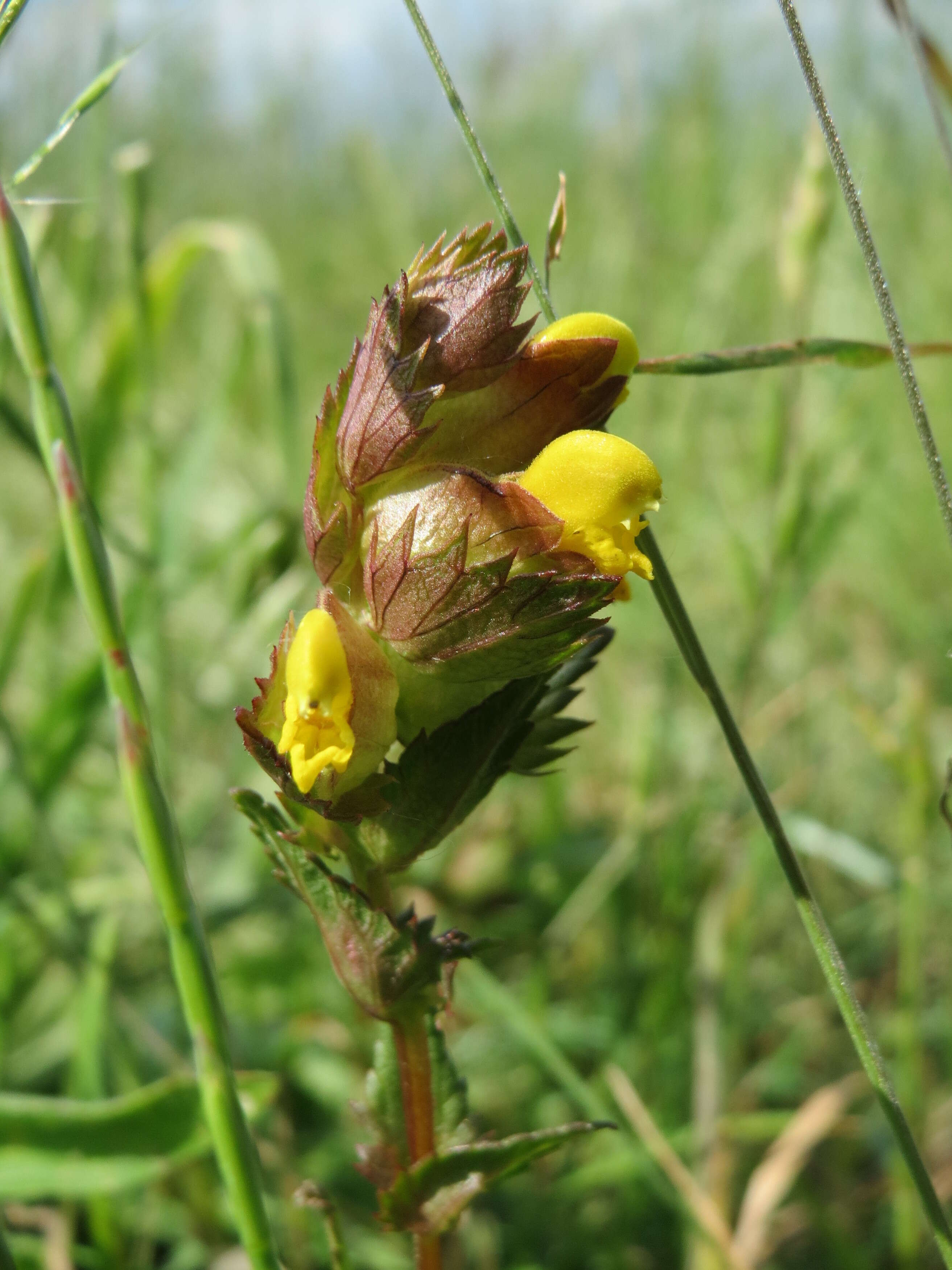 Image of Yellow rattle