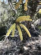 Acacia oxycedrus Sieber ex DC.的圖片