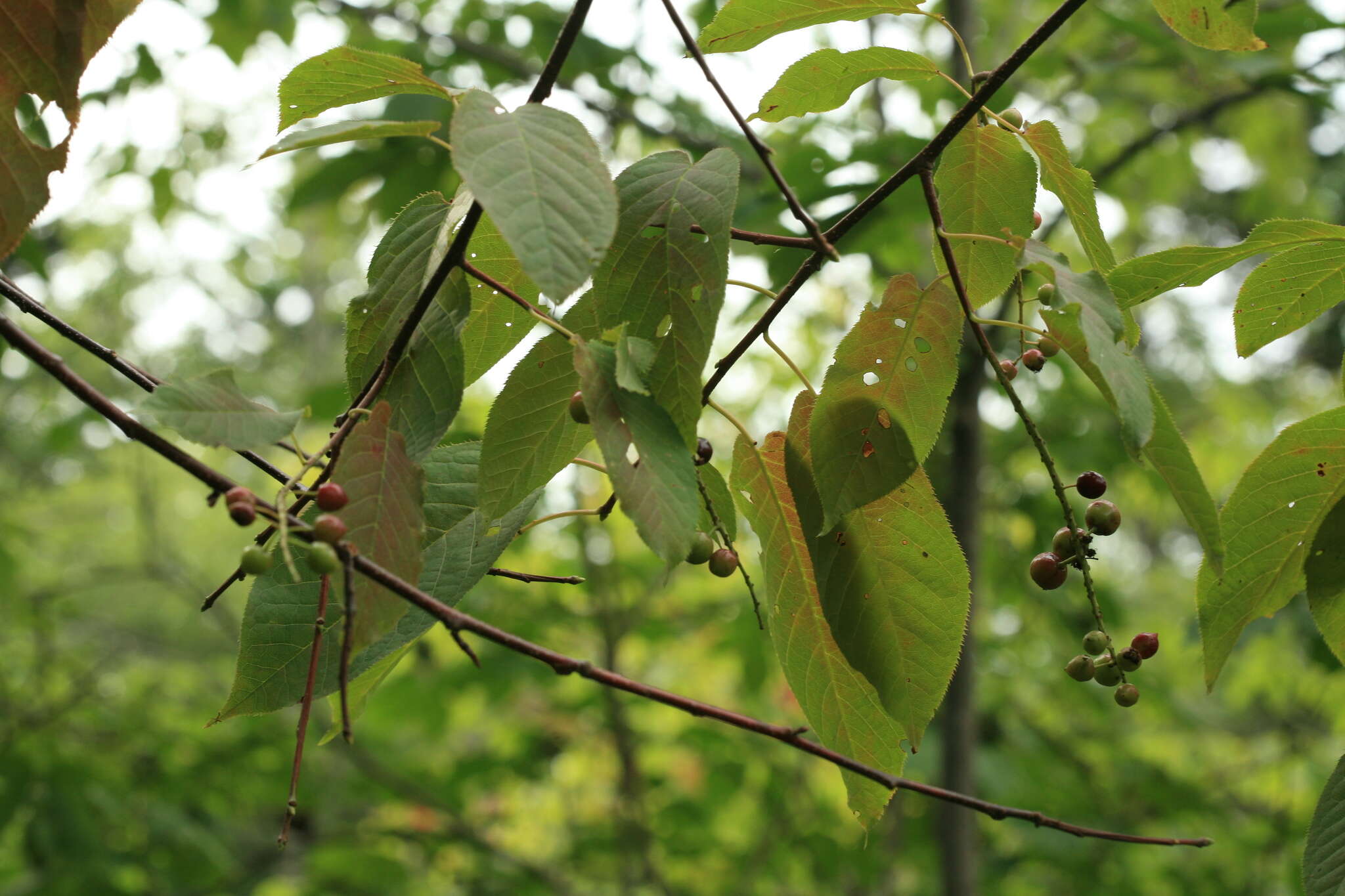 Imagem de Prunus ssiori F. Schmidt