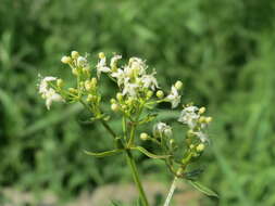 Image of White bedstraw