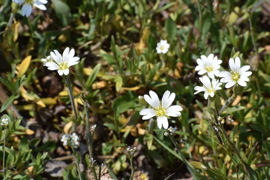 Image of field chickweed