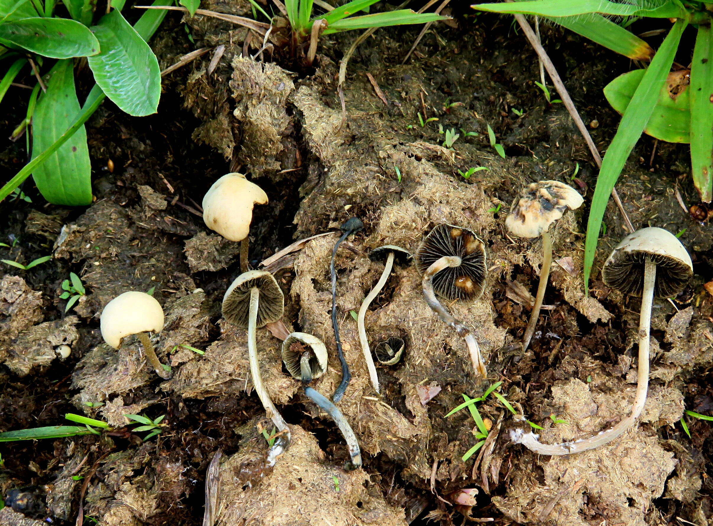 Image de Panaeolus cyanescens Sacc. 1887