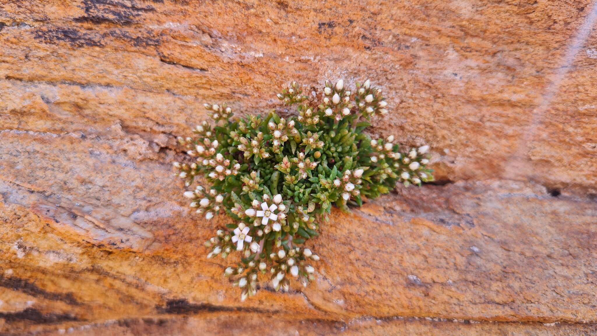 Crassula exilis subsp. sedifolia (N. E. Br.) Tölken resmi