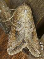 Image of Aster Cutworm