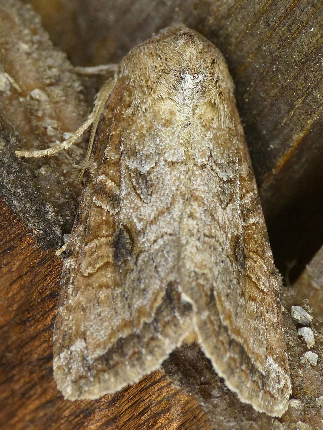 Image of Aster Cutworm