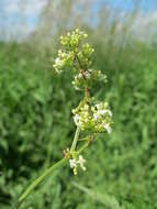 Image of White bedstraw