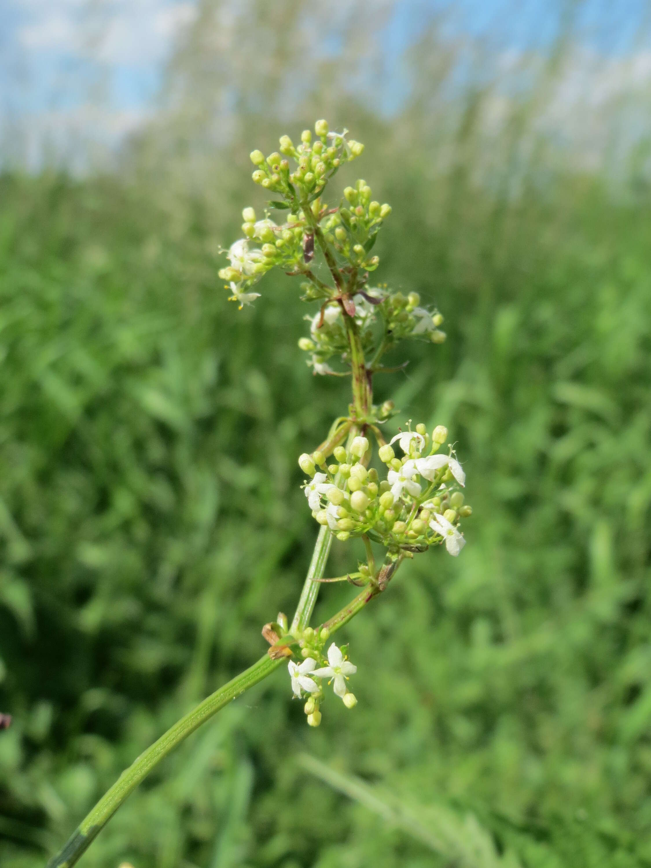 Image of White bedstraw