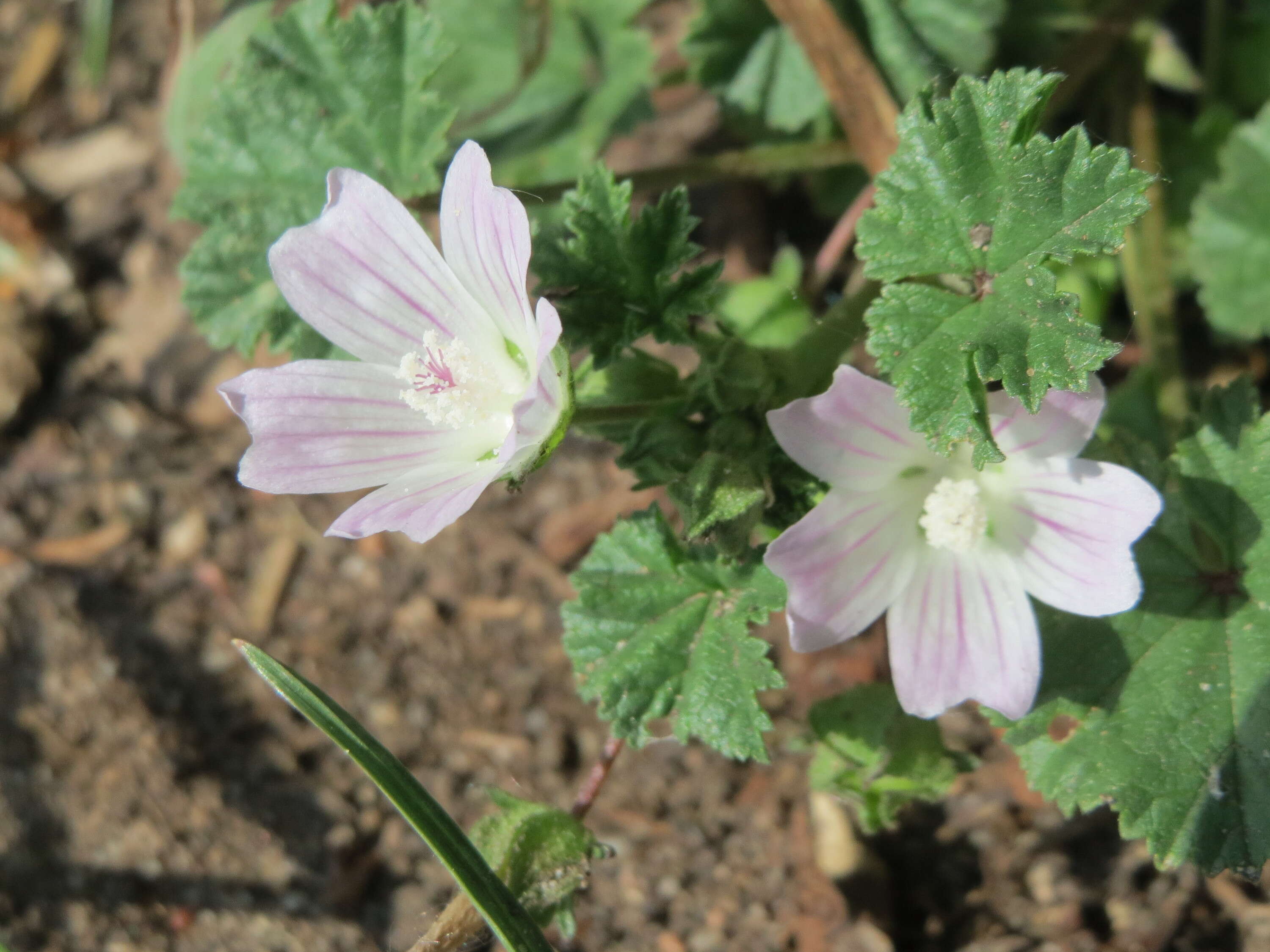 Image of common mallow