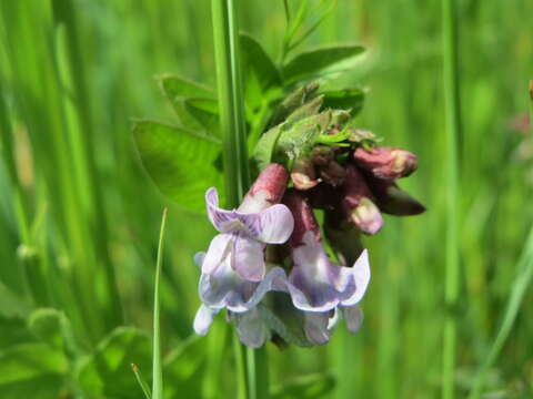 Image of bush vetch