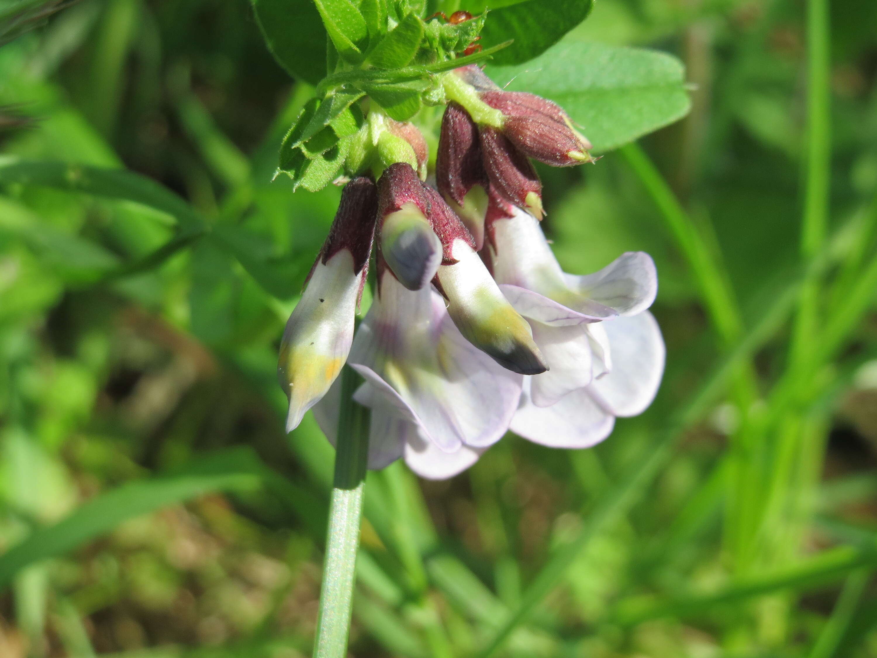 Image of bush vetch