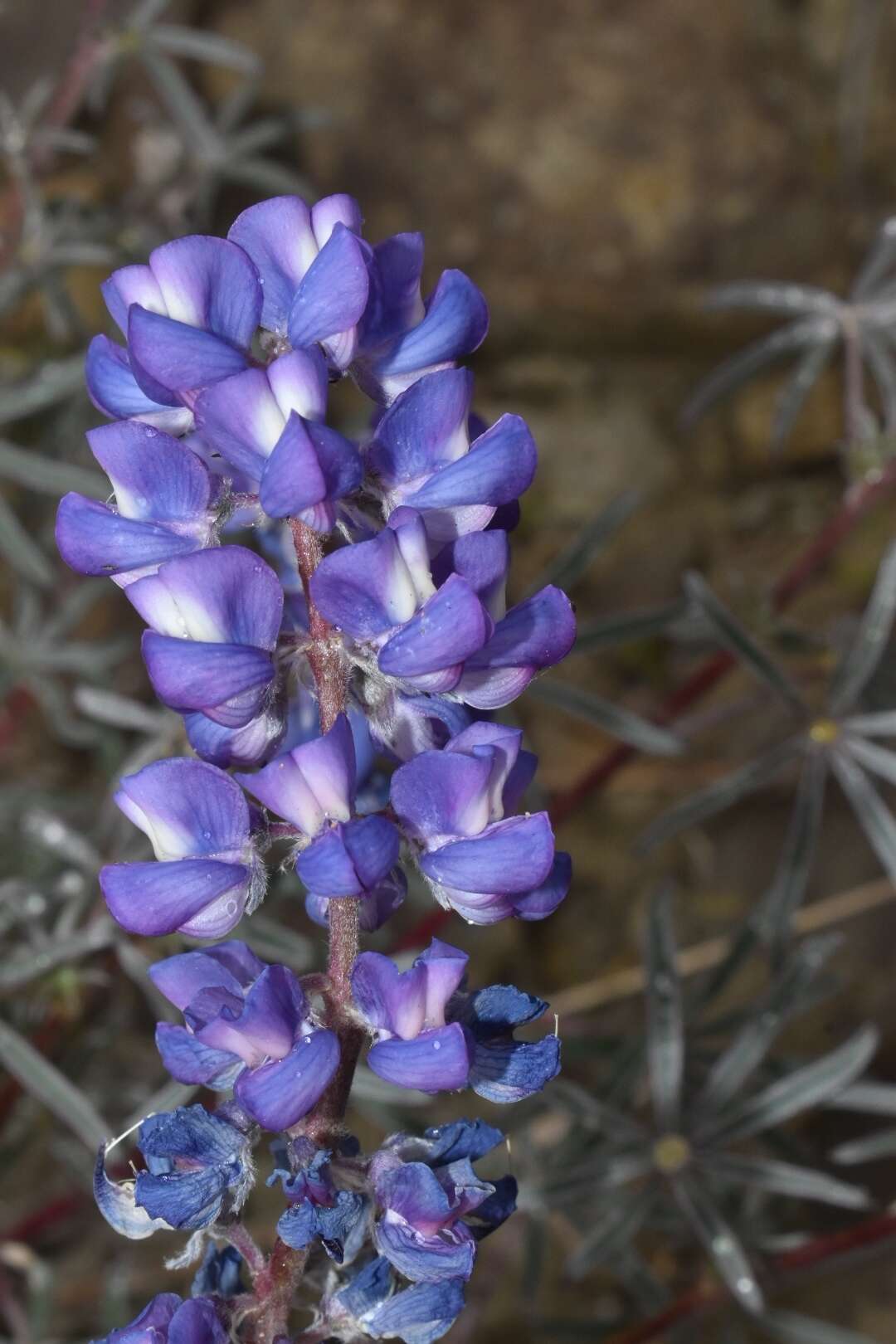 Слика од Lupinus argenteus var. argenteus