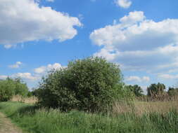 Image of Grey Willow