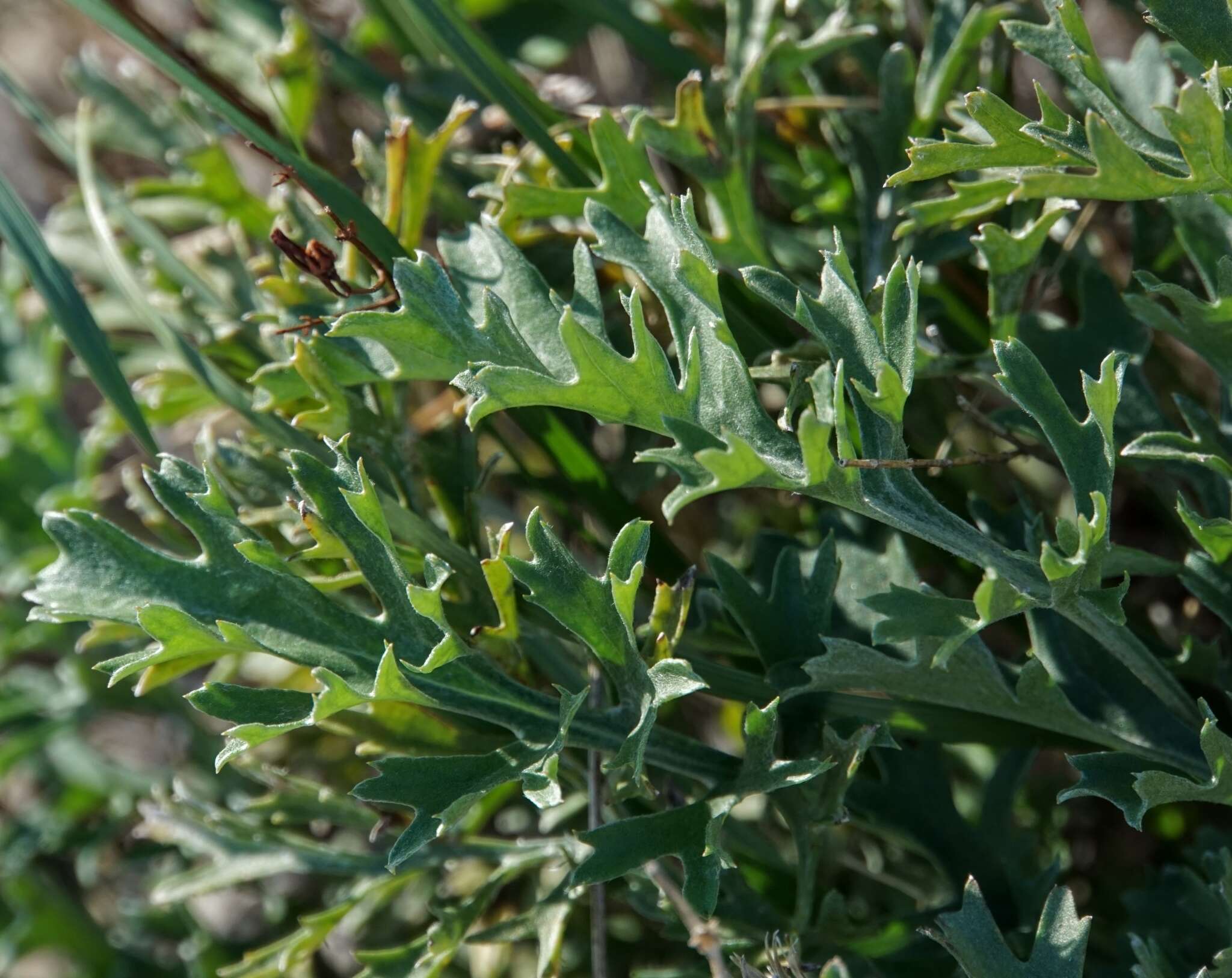 Sivun Tanacetum cinerariifolium (Trev.) Sch. Bip. kuva